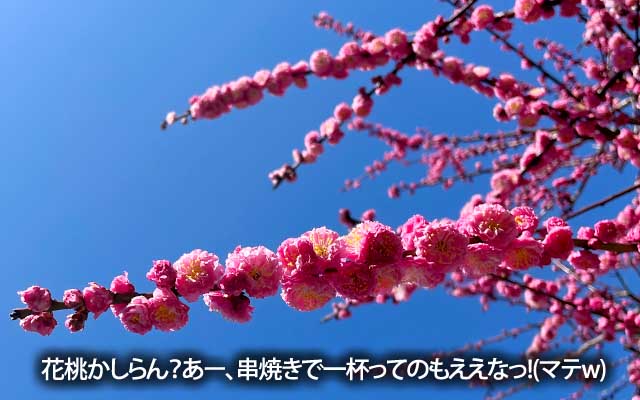 悪あがき最中に見たたわわな枝、ハナモモ?うん、なんか串焼きで一杯したい＼(^o^)／