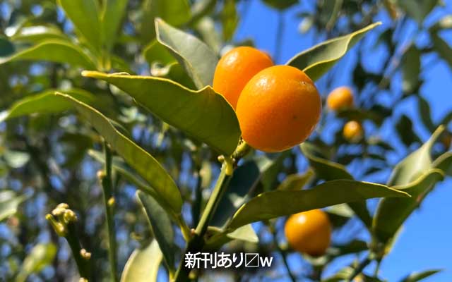 新刊塗って、また塗って…♪