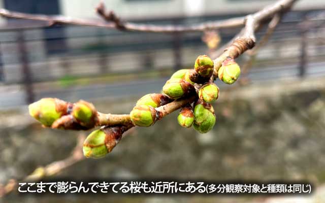 同じ川沿いの上流部分にあった同種の枝、こっちはもうこんな緑色になってたヽ(^.^;)丿