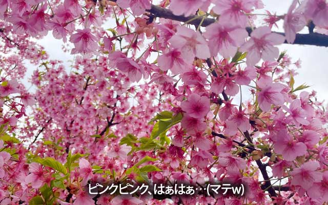 さらに上流にはピンクぶわーなトコもヽ(^.^;)丿春が、ヤツらが…来る…ヽ(^.^;)丿