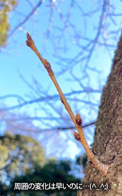 【武蔵小杉の桜(定点観測2026)】3月8日、やっぱこいつ、周囲より遅れてるよーな気がしてきたヽ(^.^;)丿でも今更変更するのもアレだしなーヽ(^.^;)丿