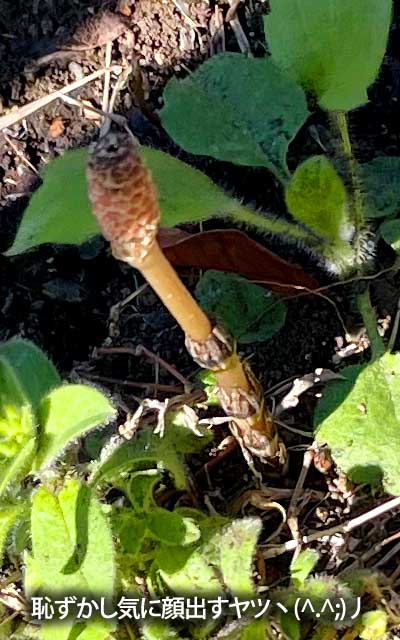 いよいよこやつらも顔を出す頃合いでありますかー、みそしるのぐーヽ(^.^;)丿