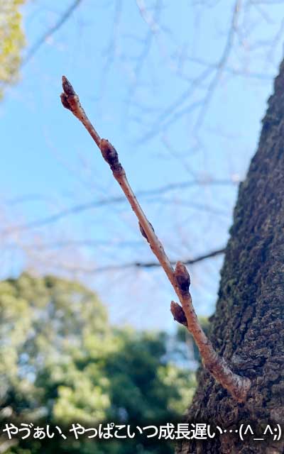 【武蔵小杉の桜(定点観測2026)】3月11日、1日と比べれば違いは見えるけど、周囲との差がでかいヽ(^.^;)丿
