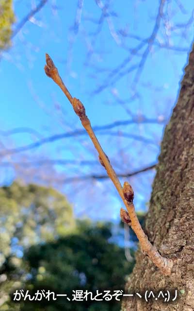 【武蔵小杉の桜(定点観測2026)】3月14日、やっぱ周囲がどんどん膨らんでってるのに、こやつだけー