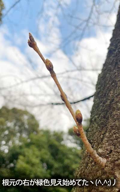 【武蔵小杉の桜(定点観測2026)】3月16日、右下の蕾、先っぽが緑色っぽくなっとったがな＼(^o^)／でも周囲はピンク色なんよ…(^_^;)やっぱ遅れてる…