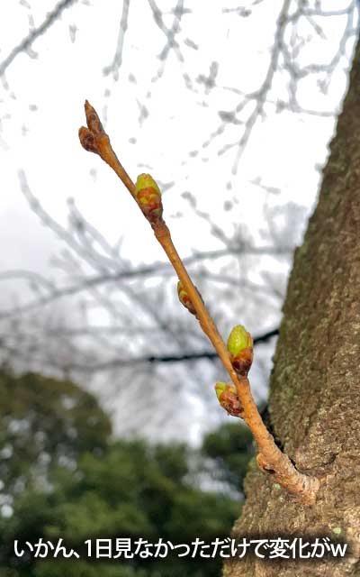 【武蔵小杉の桜(定点観測2026)】3月20日、昨日見なかっただけなのに、結構膨らんでいるヽ(^.^;)丿つか同じ木の別の枝では開花が始まってたーヽ(^.^;)丿がんがれー