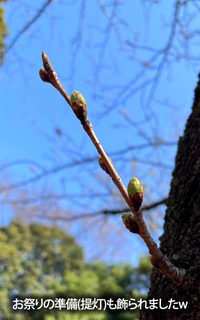 【武蔵小杉の桜(定点観測2026)】3月21日、朝は無かったっ提灯が昼にはけｋられてて、枝は大丈夫かっ!?で、再確認しに行くと…(^_^;)大丈夫ですたw