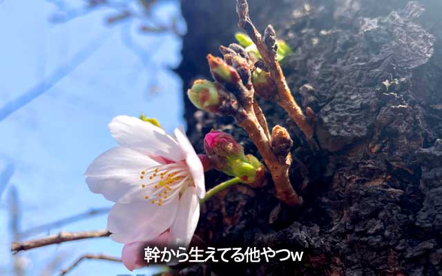 同じ様に幹から生えてるのでも咲き始めてるのがおりましてーヽ(^.^;)丿いよいよですなぁ…