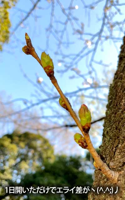 【武蔵小杉の桜(定点観測2026)】3月24日、昨日1日見なかっただけで結構変化が…(^_^;)今週末にはもしかしたら花開きそう??ヽ(^.^;)丿