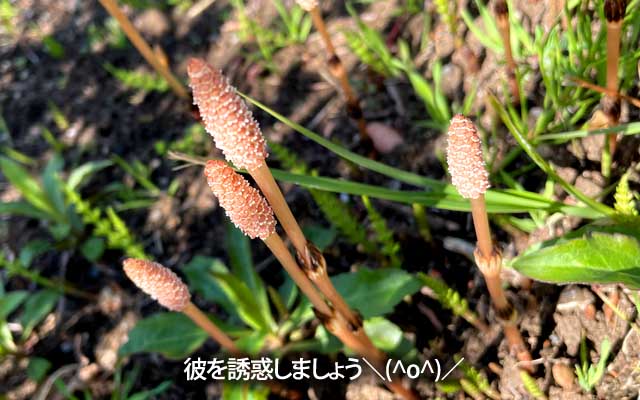 もう恥ずかしくもなんともない＼(^o^)／いぱーい出てたw