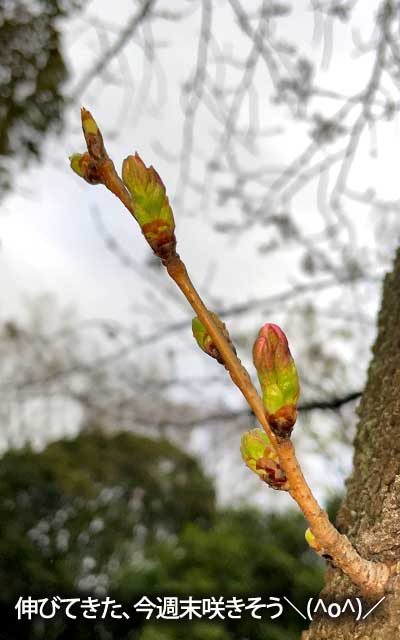 【武蔵小杉の桜(定点観測2026)】3月25日、いよいよ先っぽが伸び始めた＼(^o^)／今週末開くやも知れん…(^_^;)