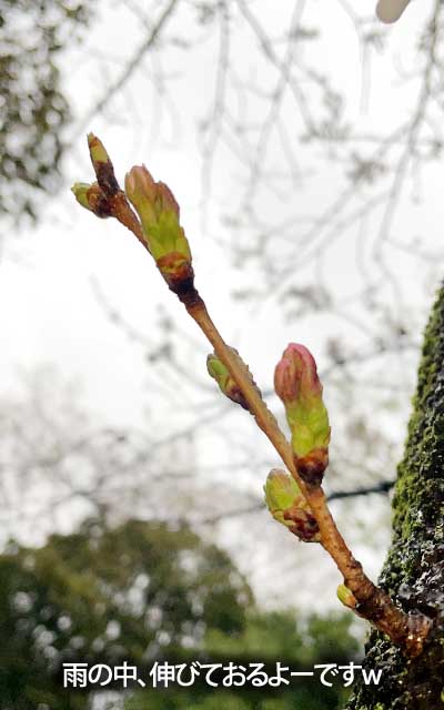 【武蔵小杉の桜(定点観測2026)】3月26日、今日の雨なんかは成長促進させそうだもの…でも明日は開いては…ないよね?多分ないっ!ヽ(^.^;)丿