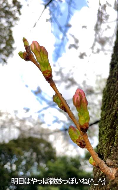 【武蔵小杉の桜(定点観測2026)】3月27日、明日の開花は難しいかなーヽ(^.^;)丿この幹の裏から生えてる別の枝は咲いてたですよ…(^_^;)