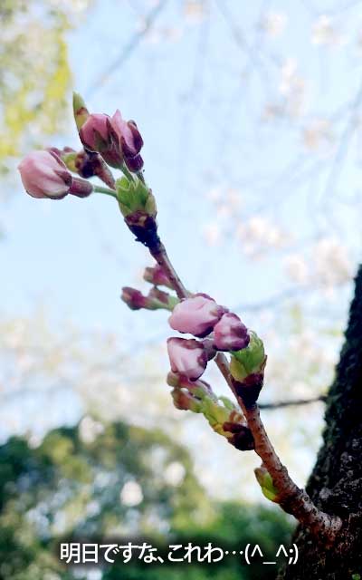【武蔵小杉の桜(定点観測2026)】3月29日、残念、咲くのは明日のよーですヽ(^.^;)丿