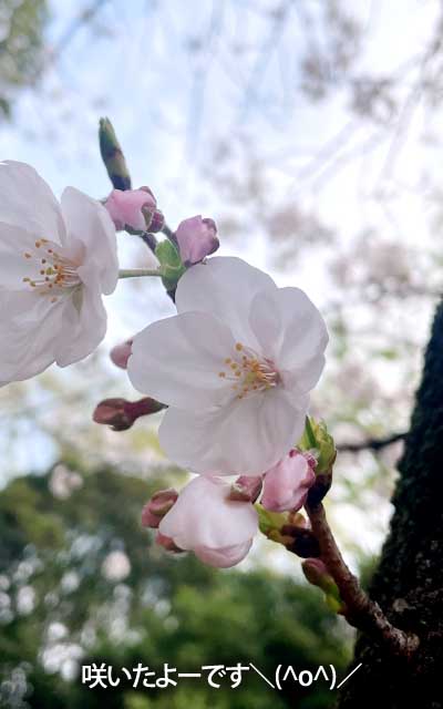 【武蔵小杉の桜(定点観測2026)】3月30日、ついに咲きました＼(^o^)／まだ開いてないのも明日には…って、その明日が…