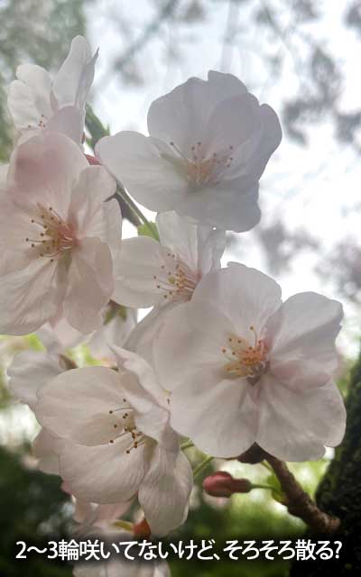 【武蔵小杉の桜(定点観測2026)】4月1日、昨日の風邪は耐えたかもしれんけど、週末までは厳しいかなぁ…(^_^;)