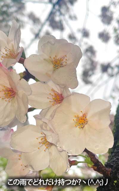 【武蔵小杉の桜(定点観測2026)】4月2日、調整してますが、実は結構項垂れてましたヽ(^.^;)丿折れませんやふに…ヽ(^.^;)丿