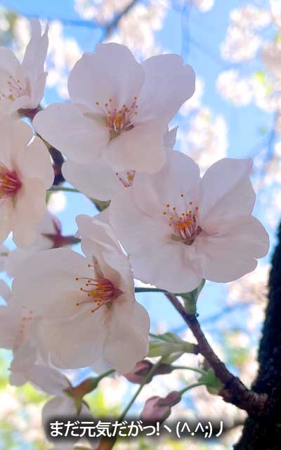 【武蔵小杉の桜(定点観測2026)】4月3日、夜桜見物行けるよーなココロに余裕なんてモノは持ち合わせておらん＼(T_T)／