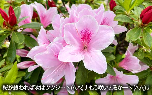 桜が終われば次は…って、もうツツジ咲き始めてるんかいなーっ!ヽ(^.^;)丿