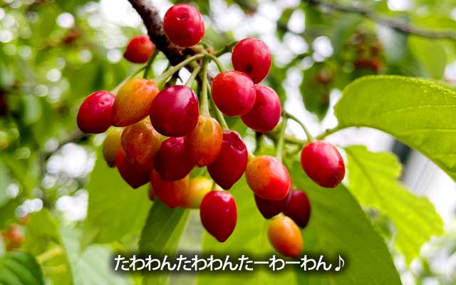 桜が散った後の実、いぱーい成ってましたし、地面に落ちて潰れてるのなんかもあった…(^_^;)