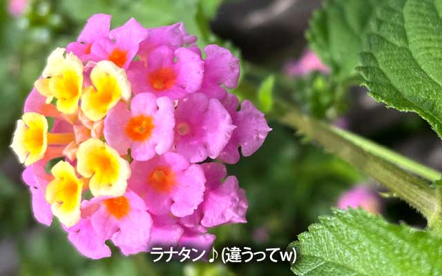 ちがう、ラナタンはカエルやで?w(良い子は知らない昔噺w)