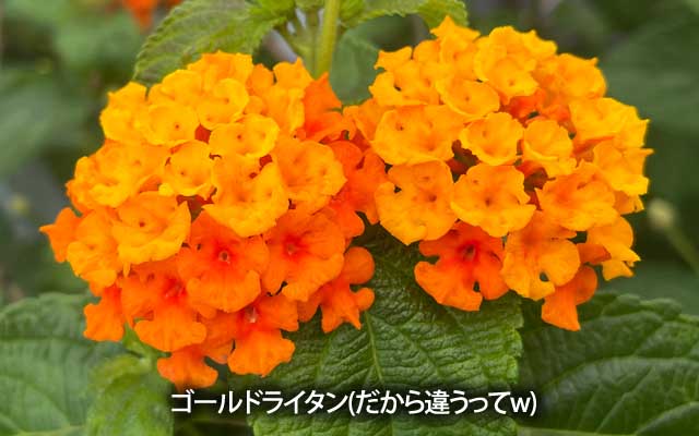 かーわるんだぁわるんだーっ!って、子供が持ったらあゔないぞー(良い子は知らない昔噺2w)