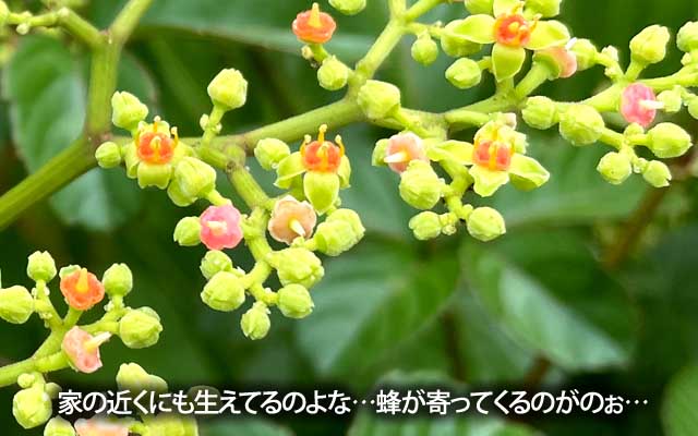 薮枯、これ撮ってる時も、近くを飛んでた希ガスヽ(^.^;)丿家の窓から見えるトコのは、以前近くに巣が見つかったコトもある(^_^;)