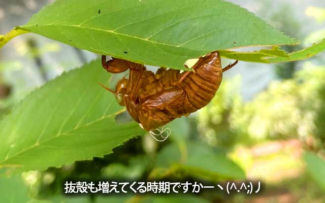 声は確認出来てましたが、姿があまり…今年初めて目にした抜殻かもしれませぬ…(^_^;)