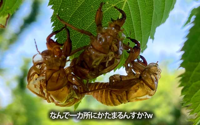 だからなんで集まって羽化するんでせうか?ヽ(^.^;)丿