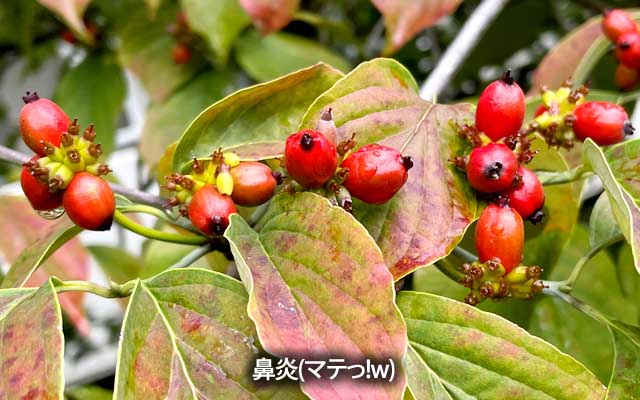 鼻炎、風邪、涙腺崩壊w(ちがうてw)、つか植物が実を付ける季節…気が付けば(雨続きも影響してると思うが…)蝉の声も聞こえなくなってる気が…虫の声が聴こえるよーな季節に…あぁ…
