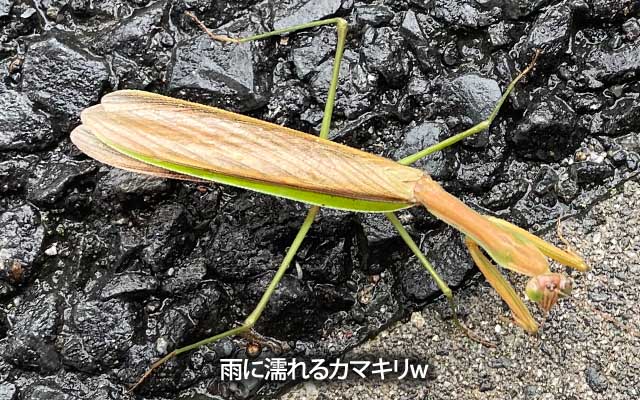 こんな草木も無い雨の中、どこから飛んできたのやら…ヽ(^.^;)丿