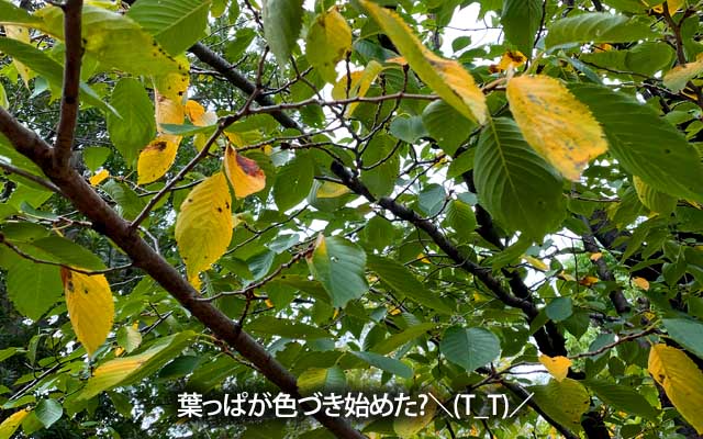 歩いてて風景の色がなんか変わったよーな印象があって、近付いたら…ヽ(^.^;)丿